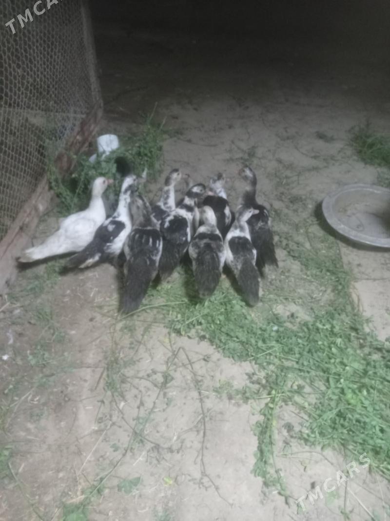 inwutga ordek - Сакарчага - img 2