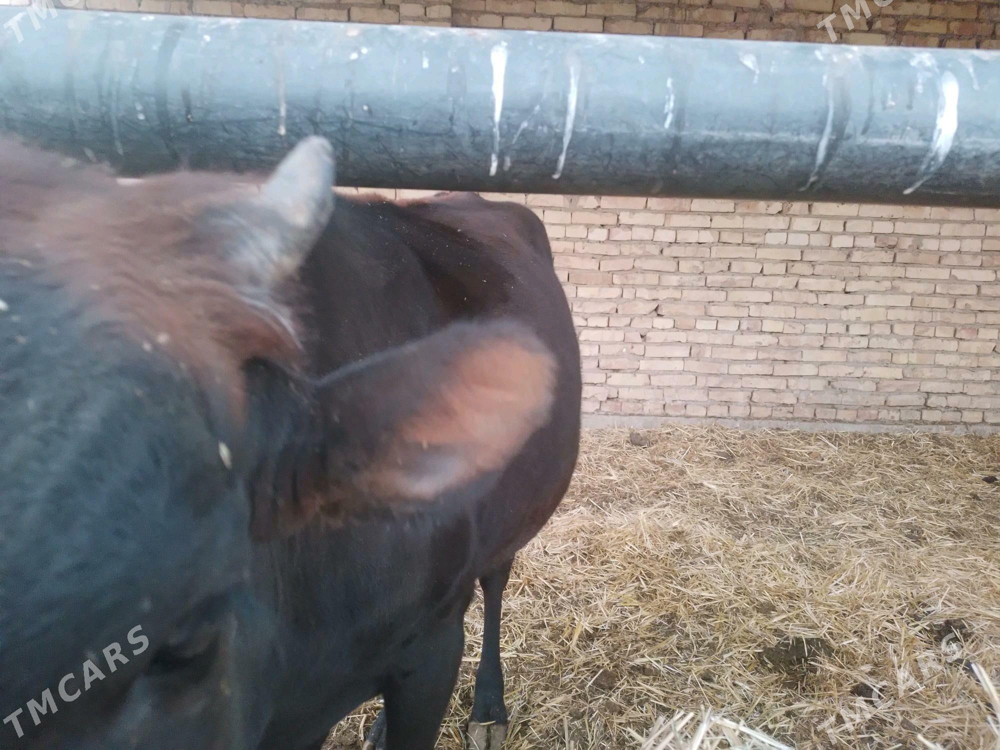 унаджын - Туркменабат - img 4