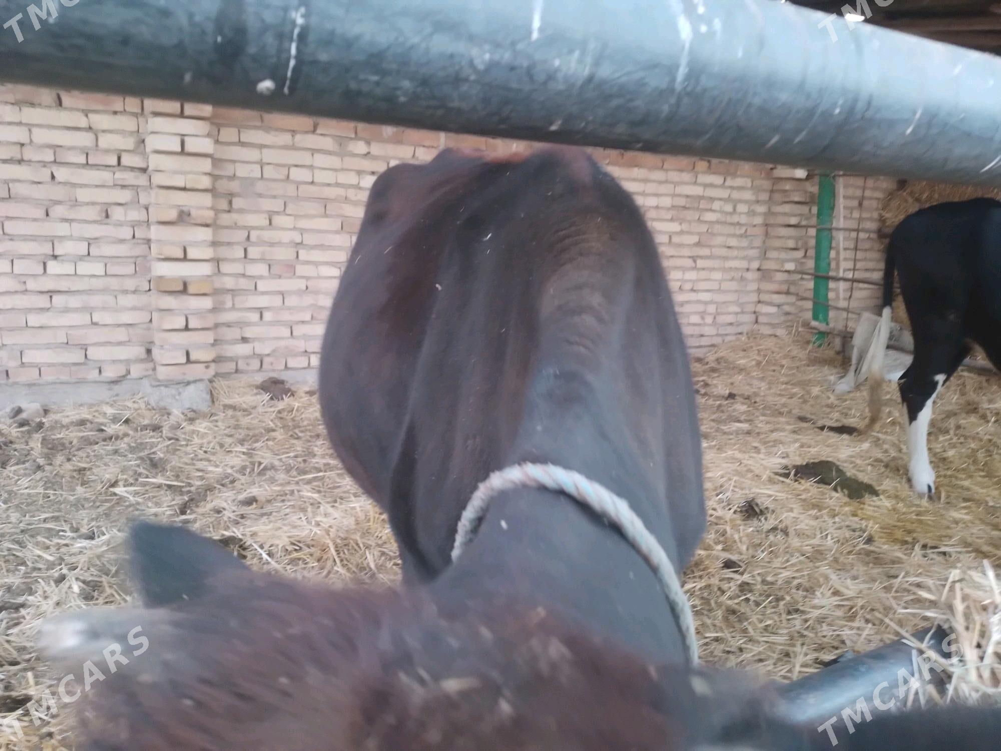 унаджын - Туркменабат - img 3