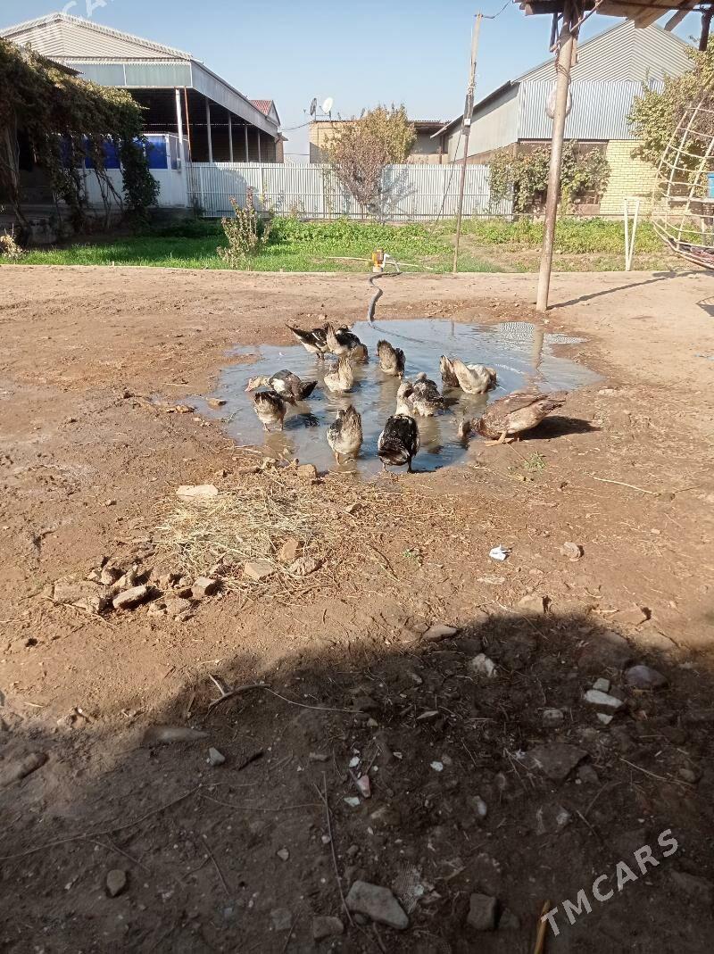 inwutga ordek - Сакарчага - img 3