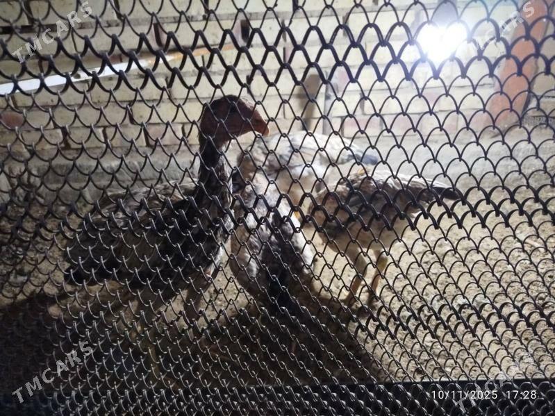 baysy towuk - Mary - img 3