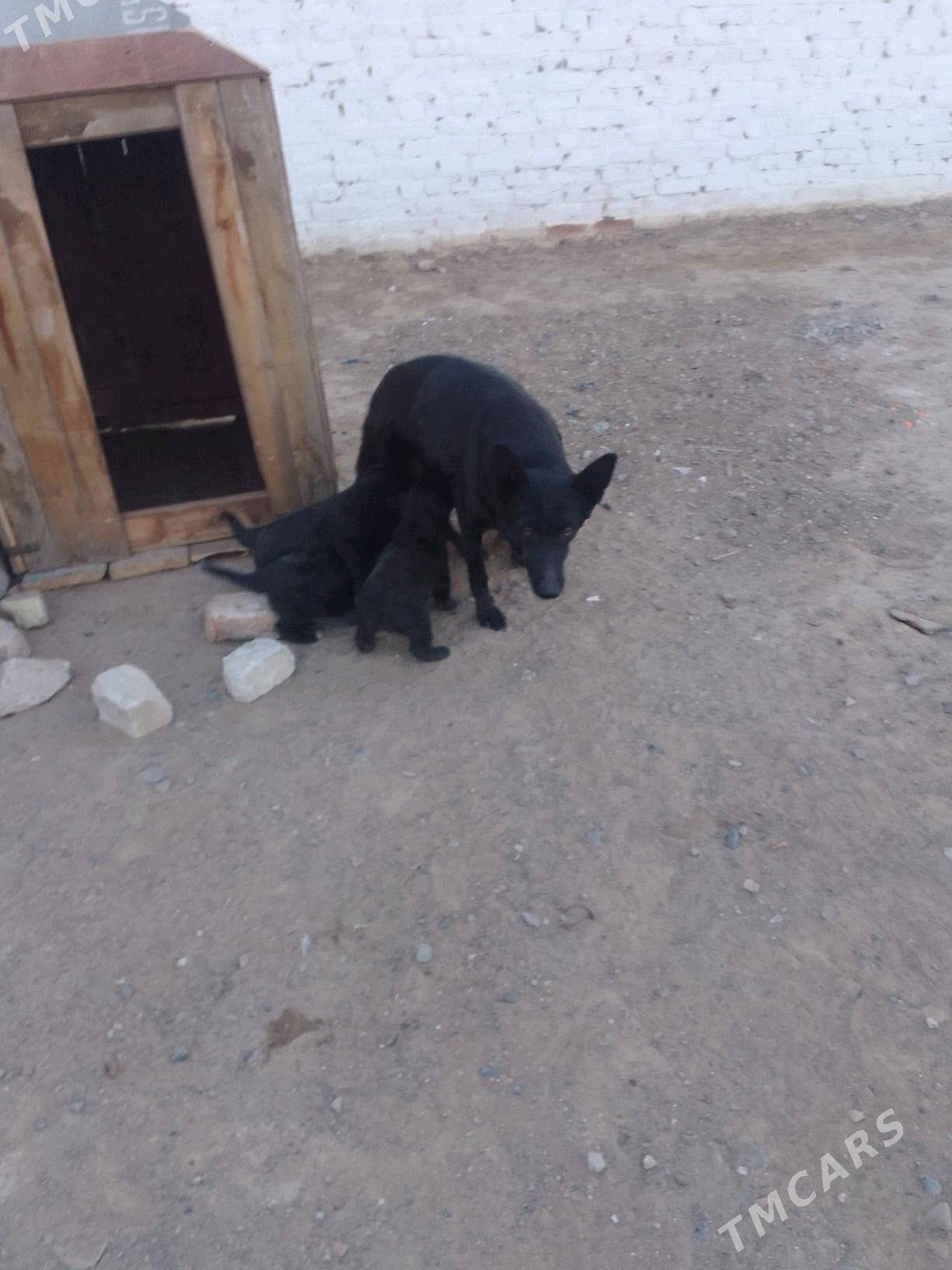 НЕМЕСКИ АВЧАРКА - Серхетабат (Кушка) - img 4