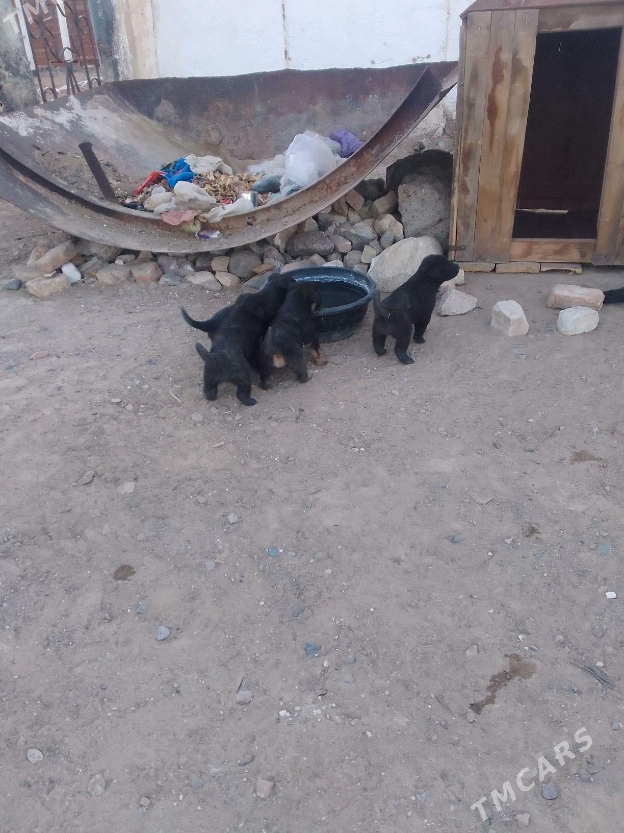 НЕМЕСКИ АВЧАРКА - Серхетабат (Кушка) - img 2