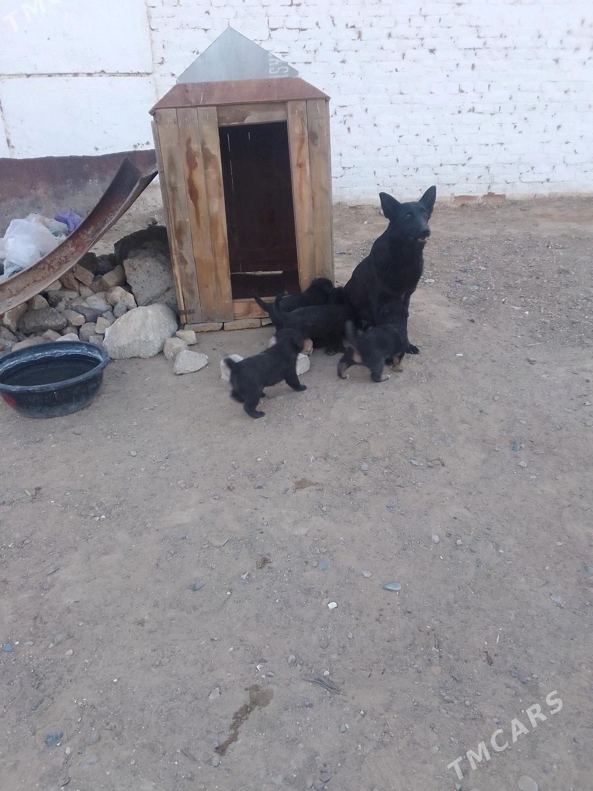 НЕМЕСКИ АВЧАРКА - Серхетабат (Кушка) - img 5