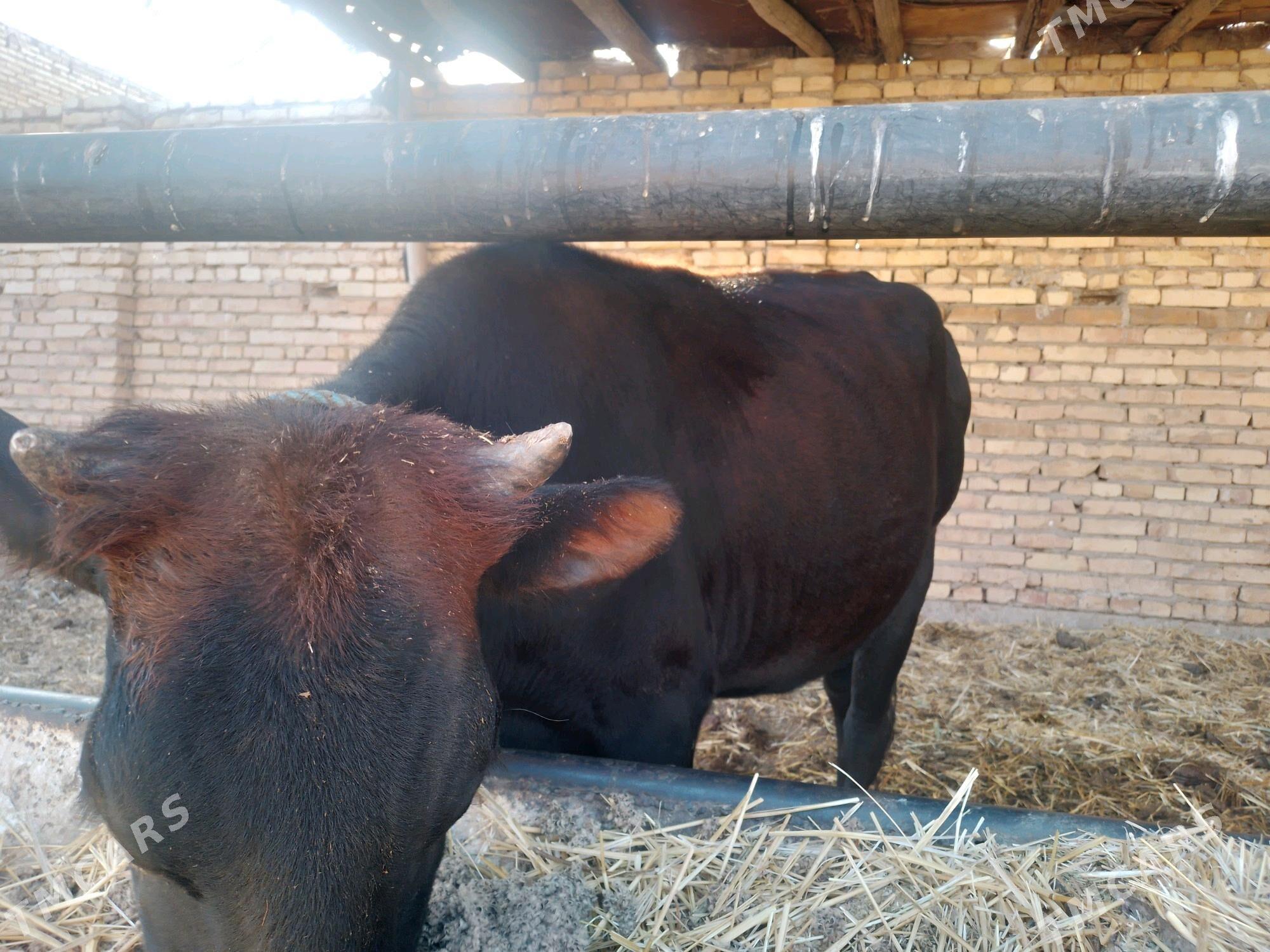 унаджын - Туркменабат - img 5