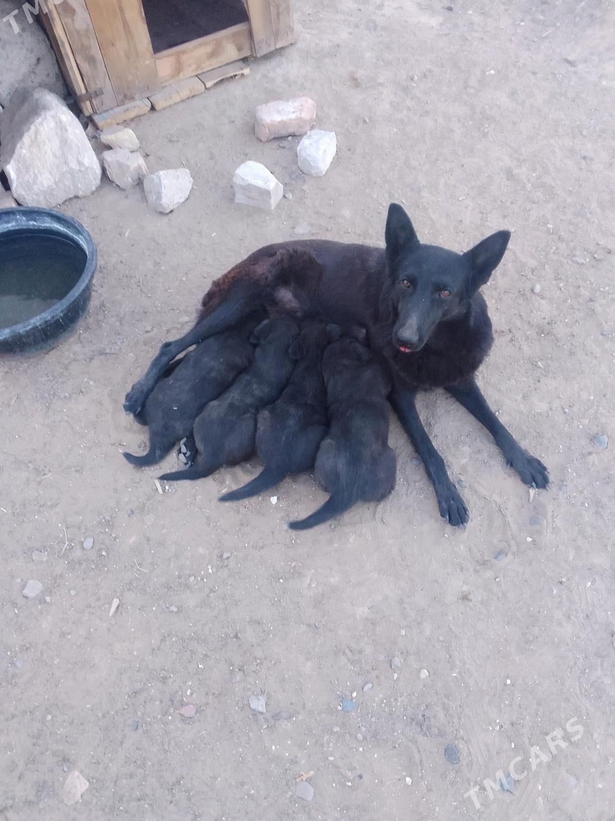 НЕМЕСКИ АВЧАРКА - Серхетабат (Кушка) - img 3