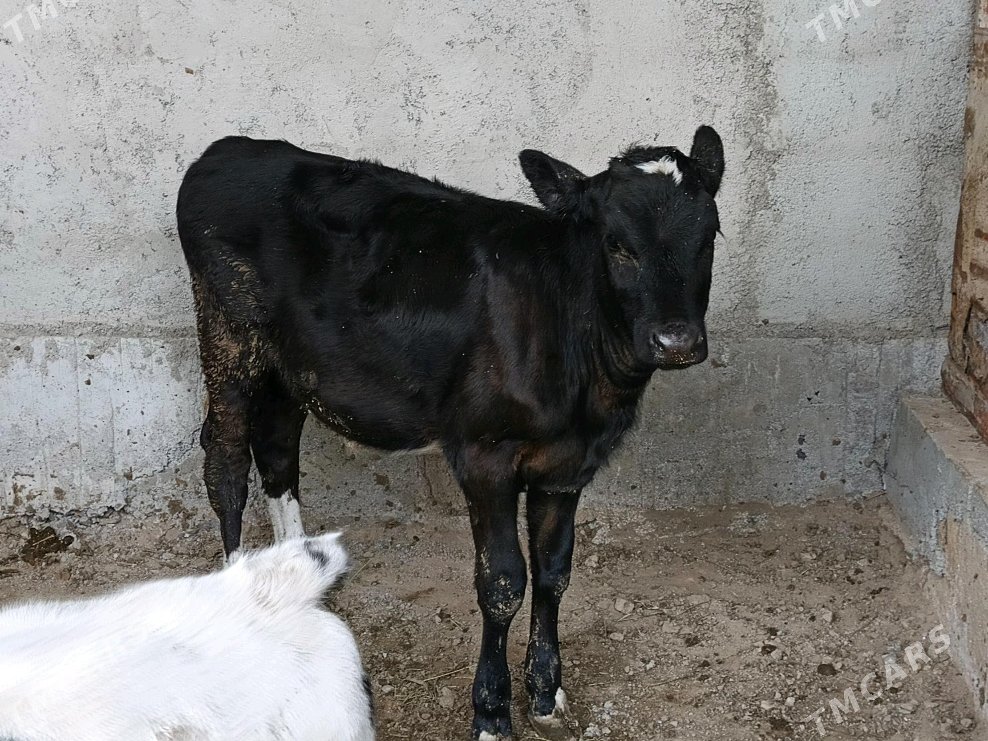 Tüwe - Bagyr - img 2