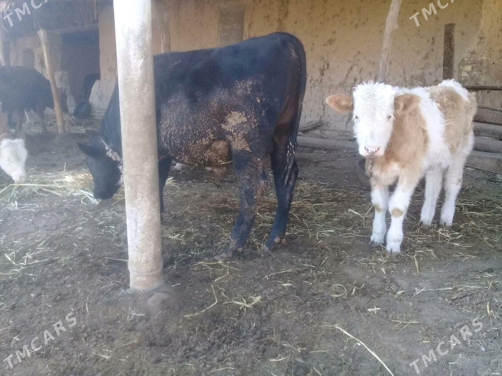 Angus okuz - Гороглы (Тагта) - img 2