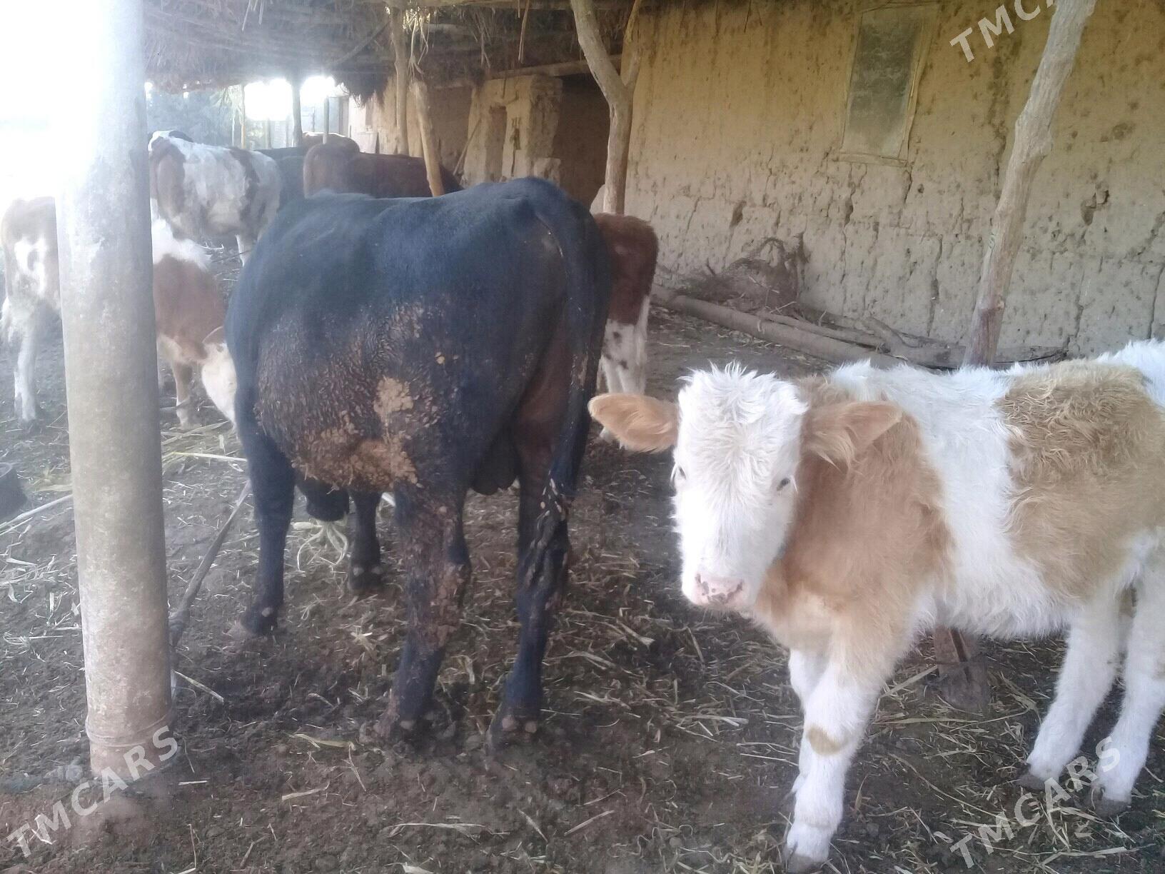 Angus okuz - Гороглы (Тагта) - img 3