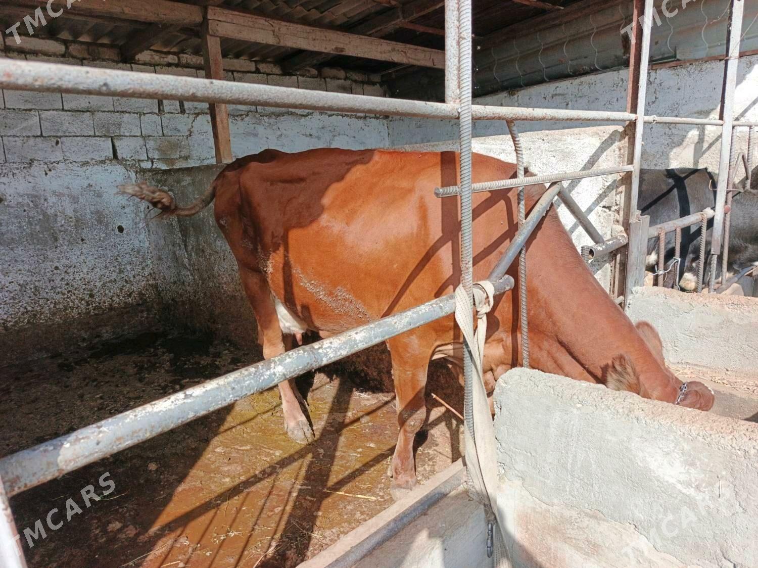 Tüwe - Bagyr - img 3