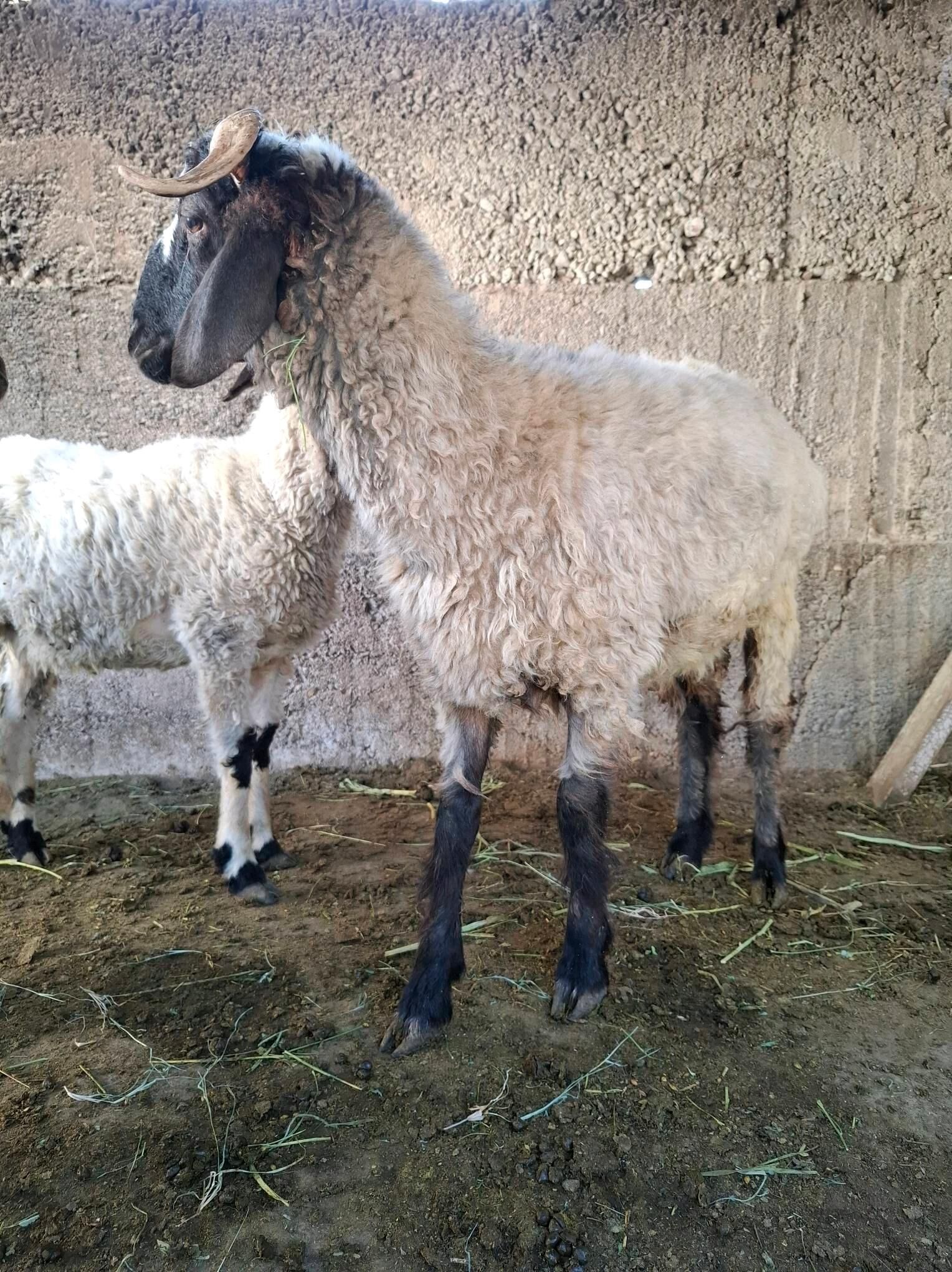 Goýun - Ашхабад - img 2