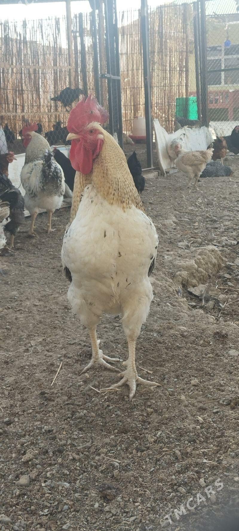 ýumurtga - Анев - img 2