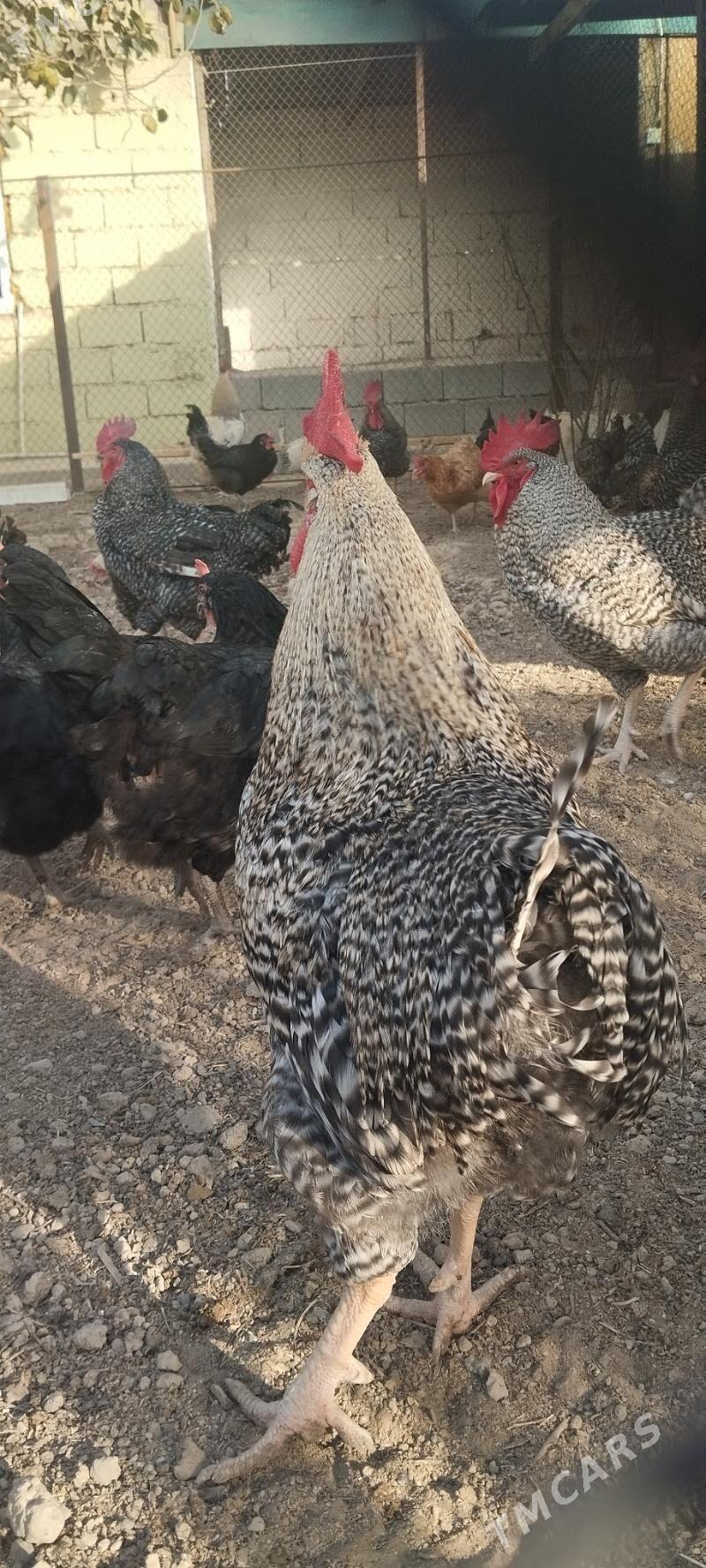 ýumurtga - Анев - img 3