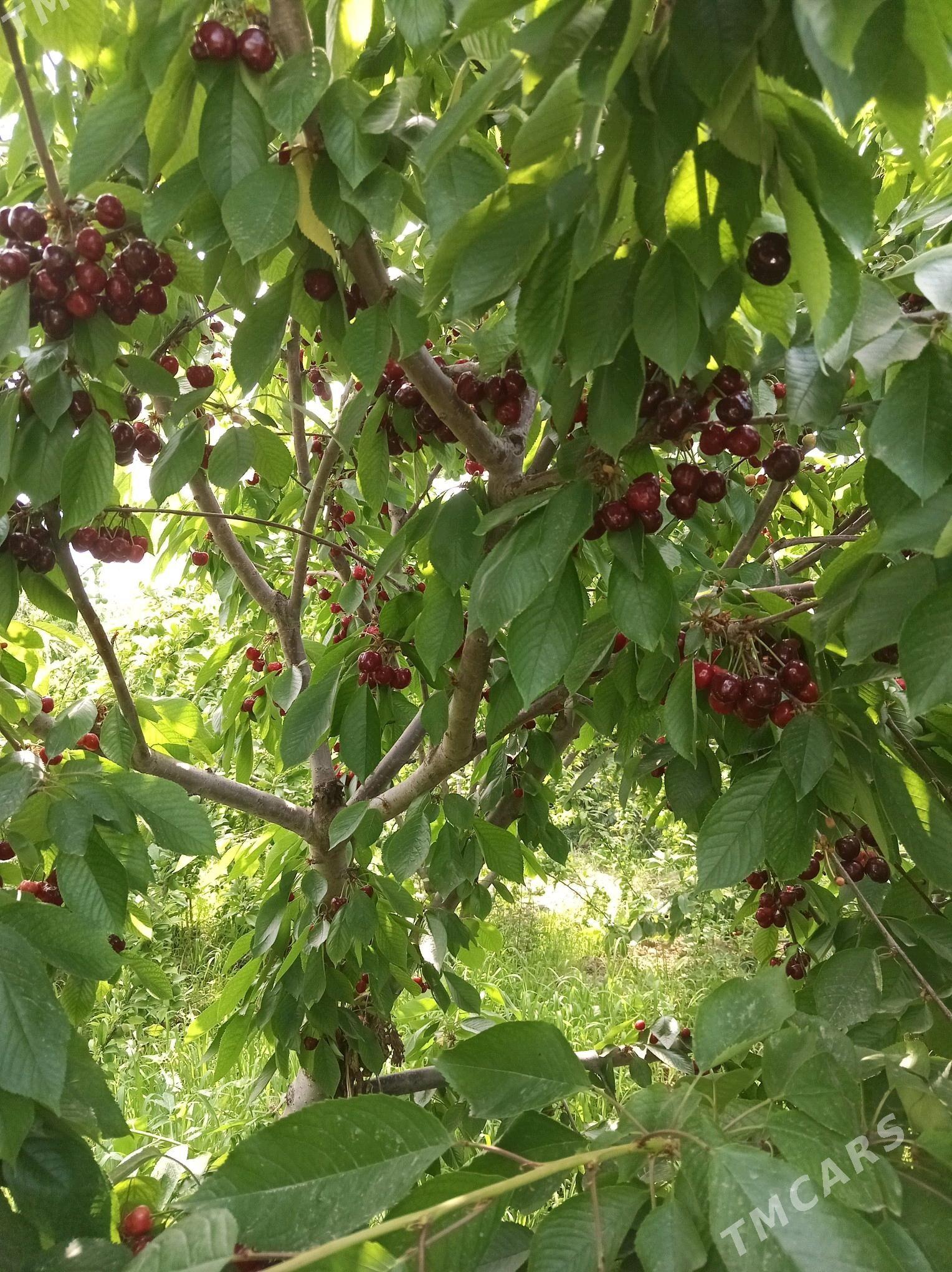 глос - Şabat etr. - img 2