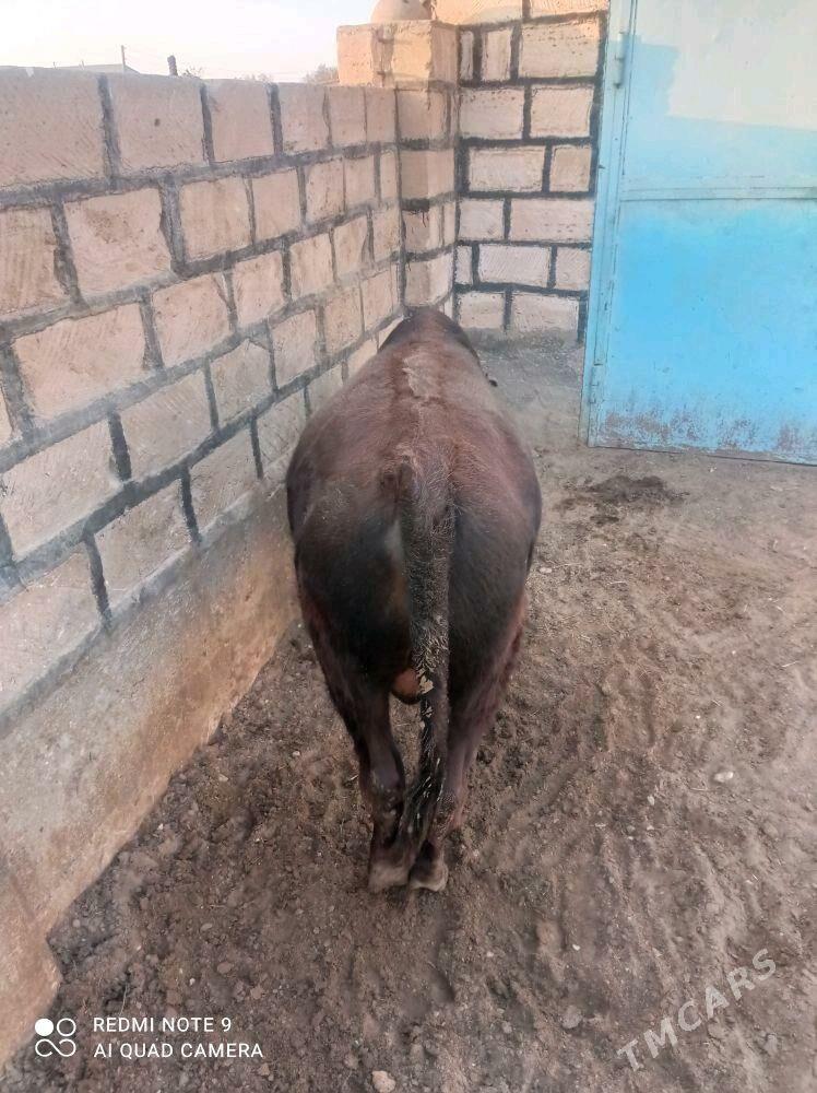 Öküz - Гумдаг - img 2