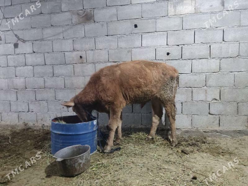 okuz - Gökdepe - img 4