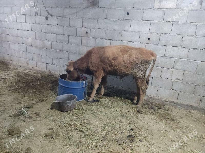 okuz - Gökdepe - img 2