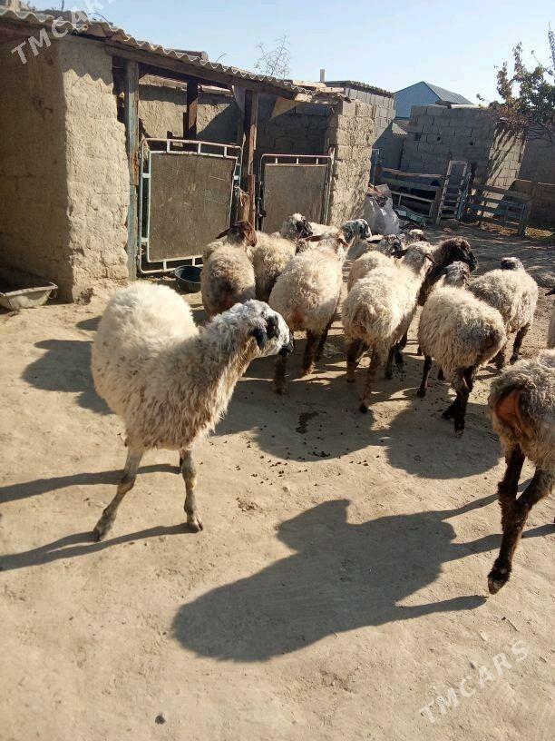 goyun - Бахарден - img 2