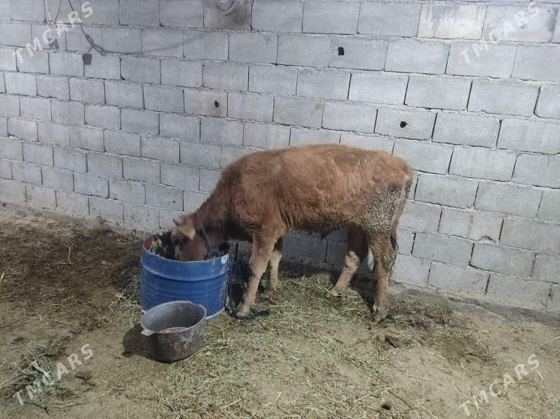 okuz - Gökdepe - img 3