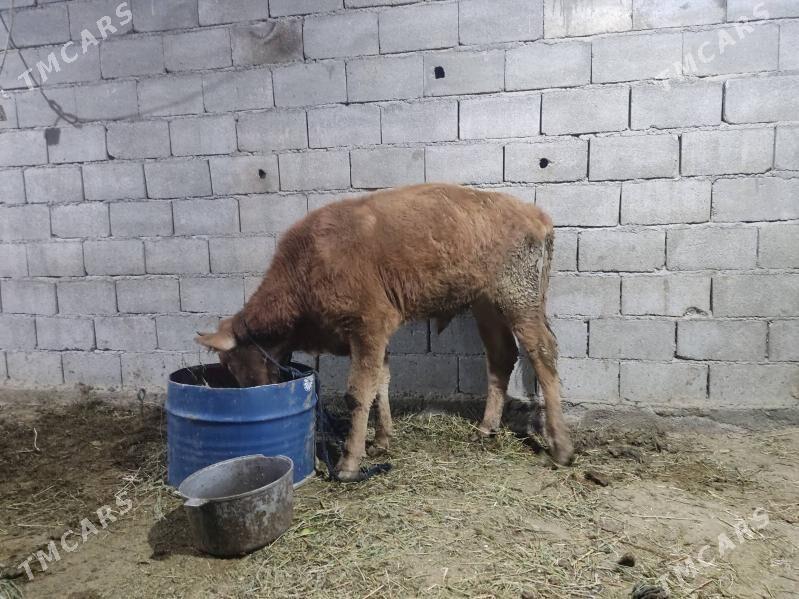 okuz - Gökdepe - img 5