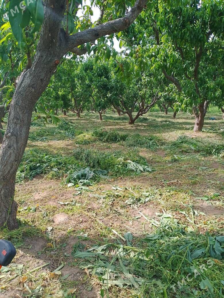 bag gyrkmak abreska hyzmatlar - Türkmenabat - img 2
