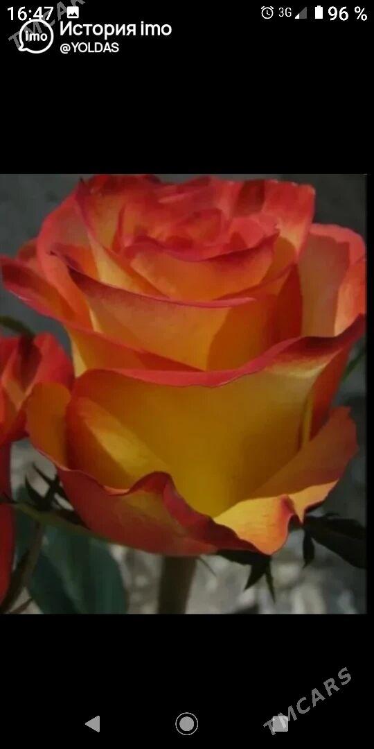 bag gyrkmak abreska hyzmatlar - Türkmenabat - img 8