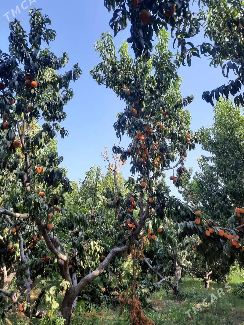 bag gyrkmak abreska hyzmatlar - Türkmenabat - img 5