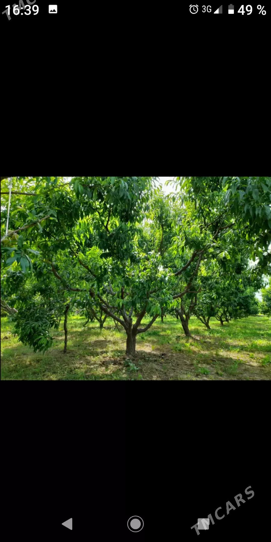 bag gyrkmak abreska hyzmatlar - Türkmenabat - img 7