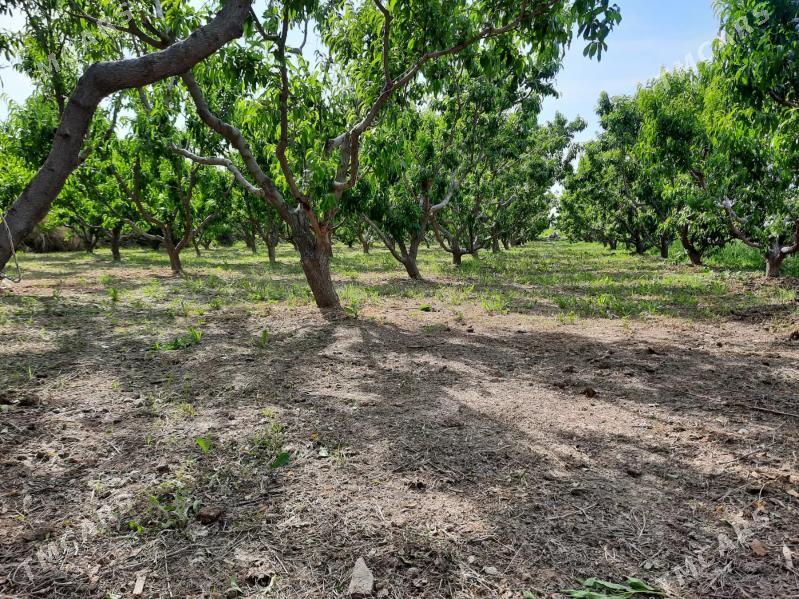 bag gyrkmak abreska hyzmatlar - Türkmenabat - img 6