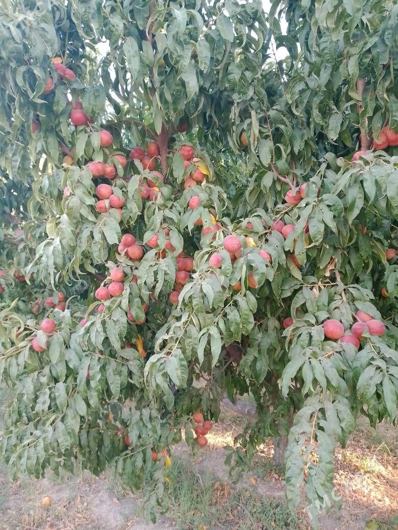 bag gyrkmak abreska hyzmatlar - Türkmenabat - img 4