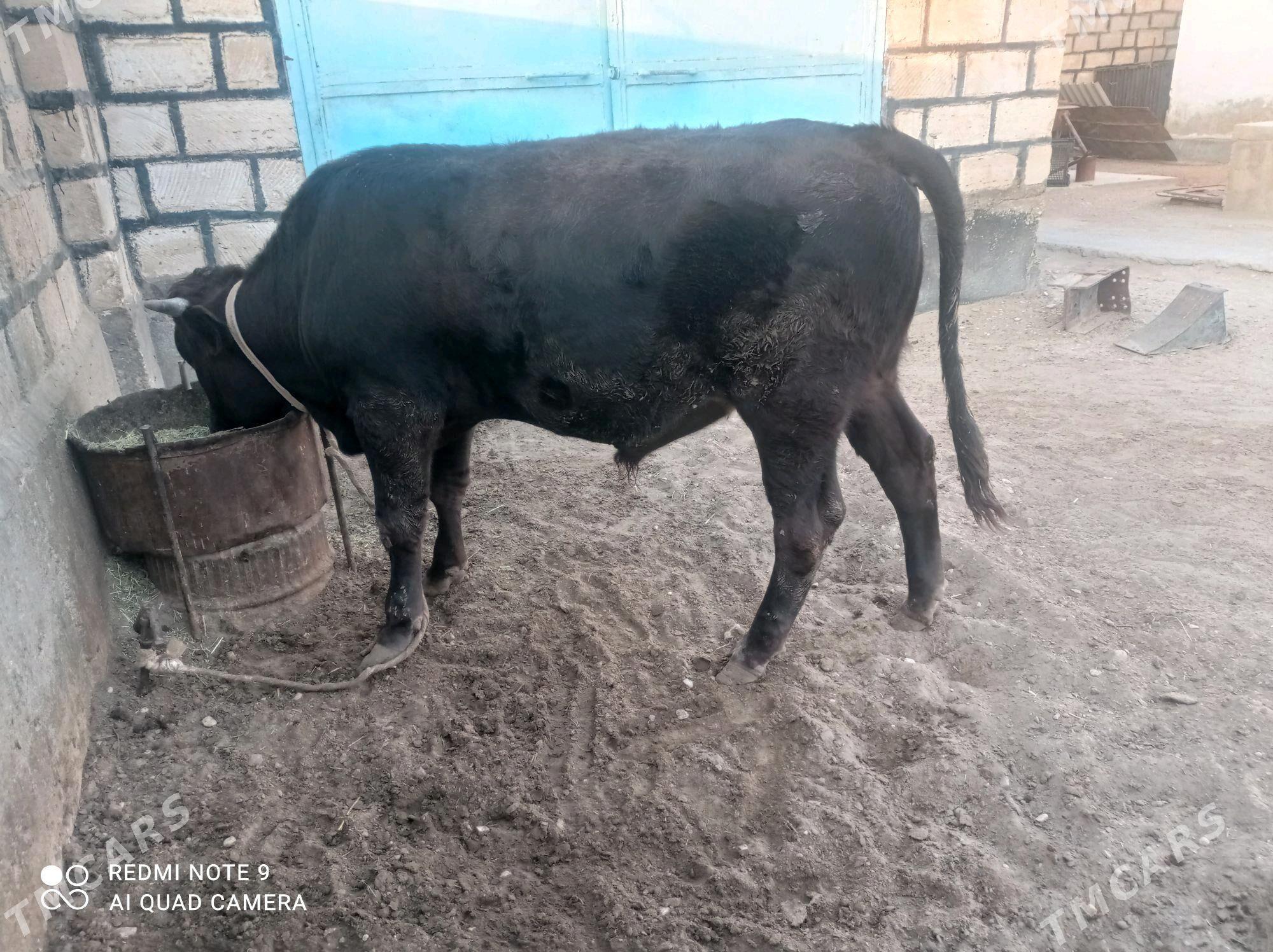 Öküz - Гумдаг - img 3