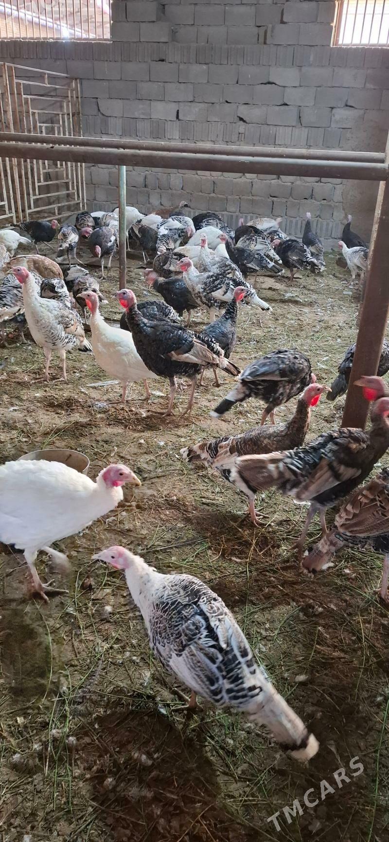 induk gus - Sakarçäge - img 3