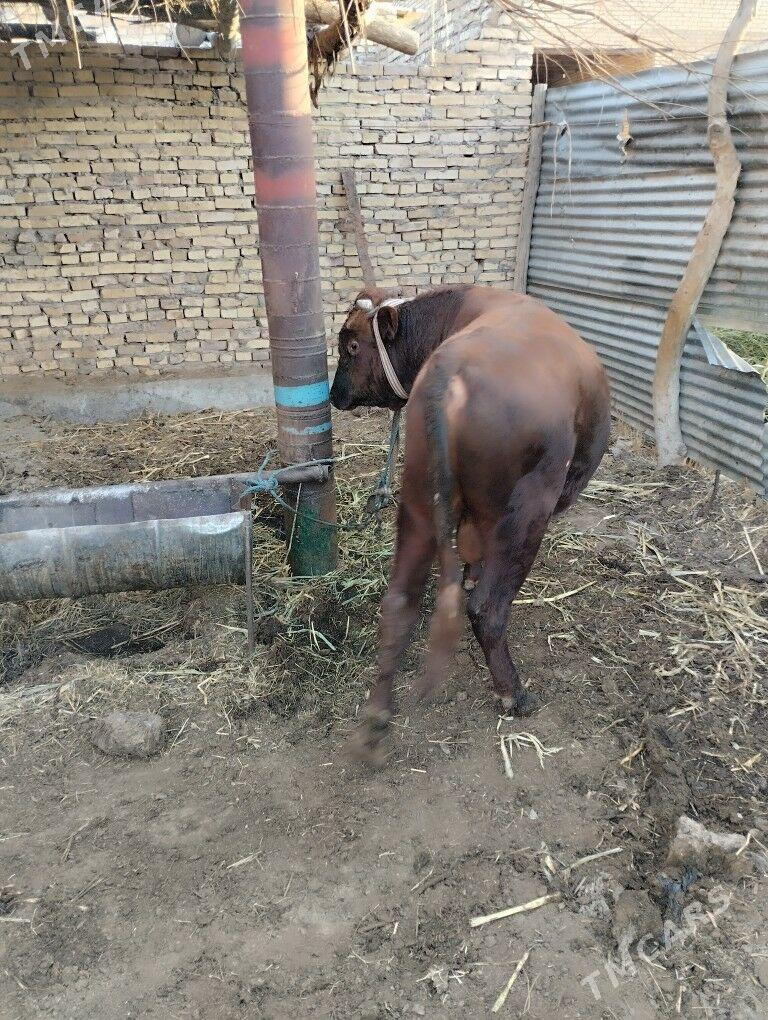 öküz - Farap - img 2