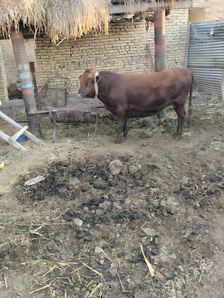 öküz - Farap - img 4