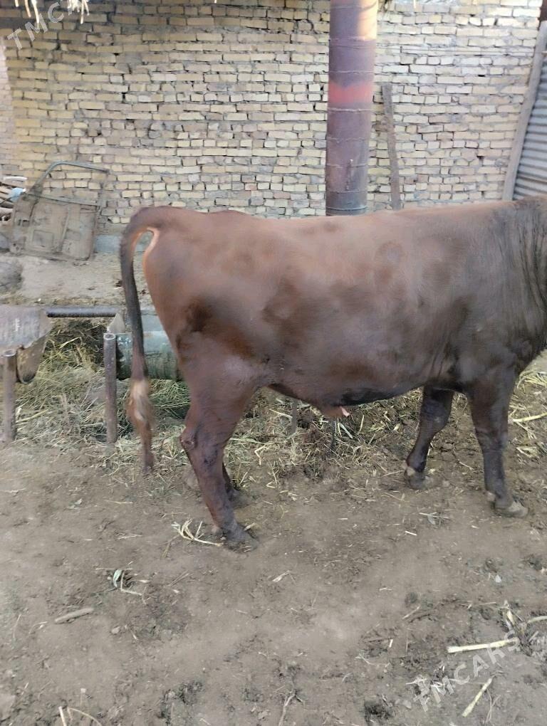 öküz - Farap - img 3