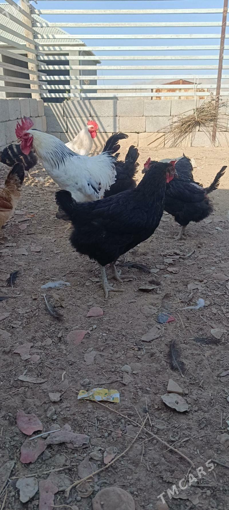 Towuk Horaz - Балканабат - img 2