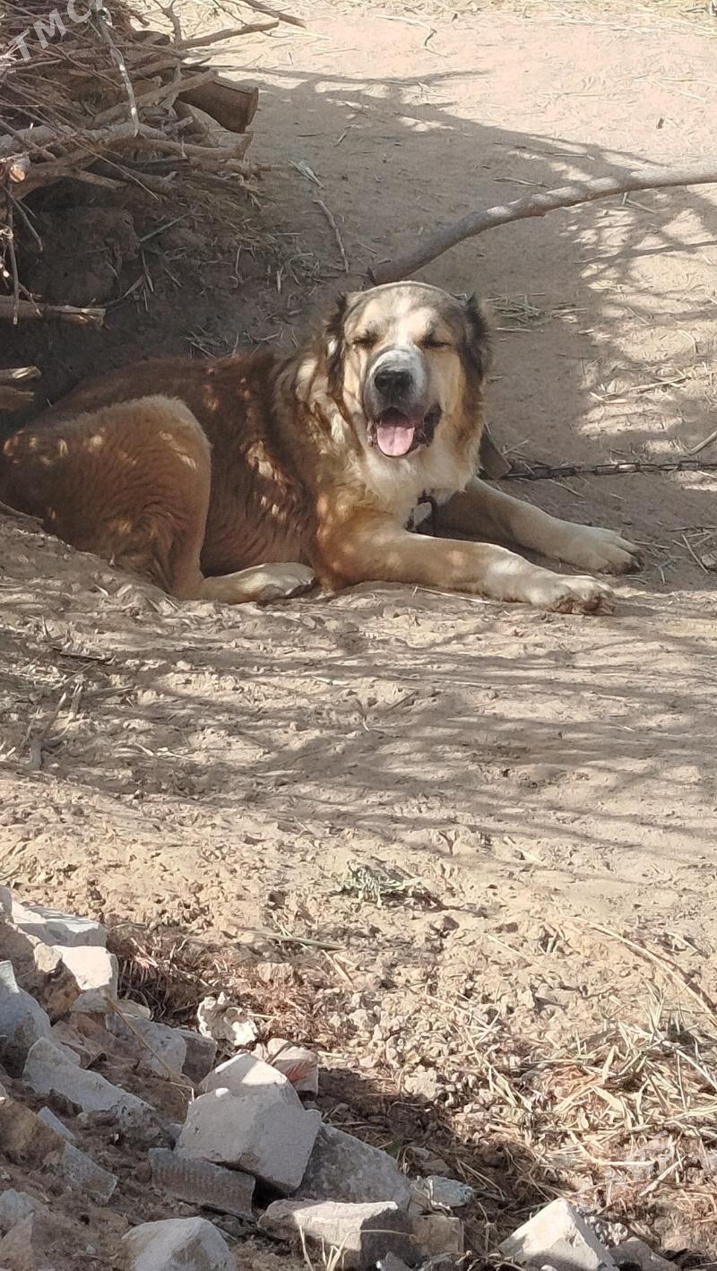 peleň - Мары - img 3