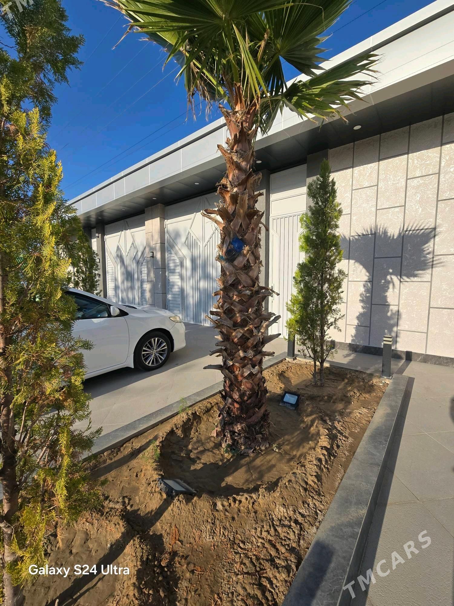 Kotez Full - Чоганлы - img 3