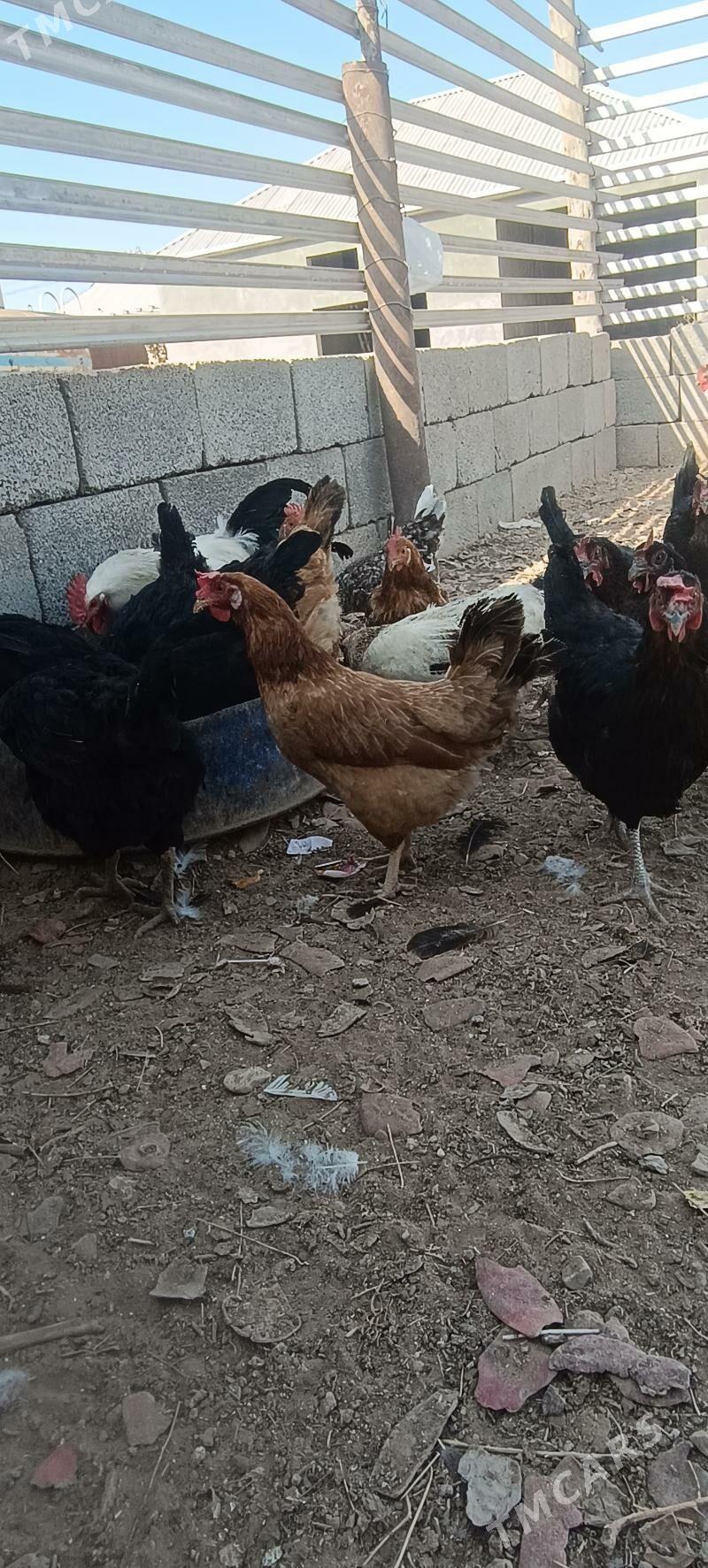 Towuk Horaz - Балканабат - img 9