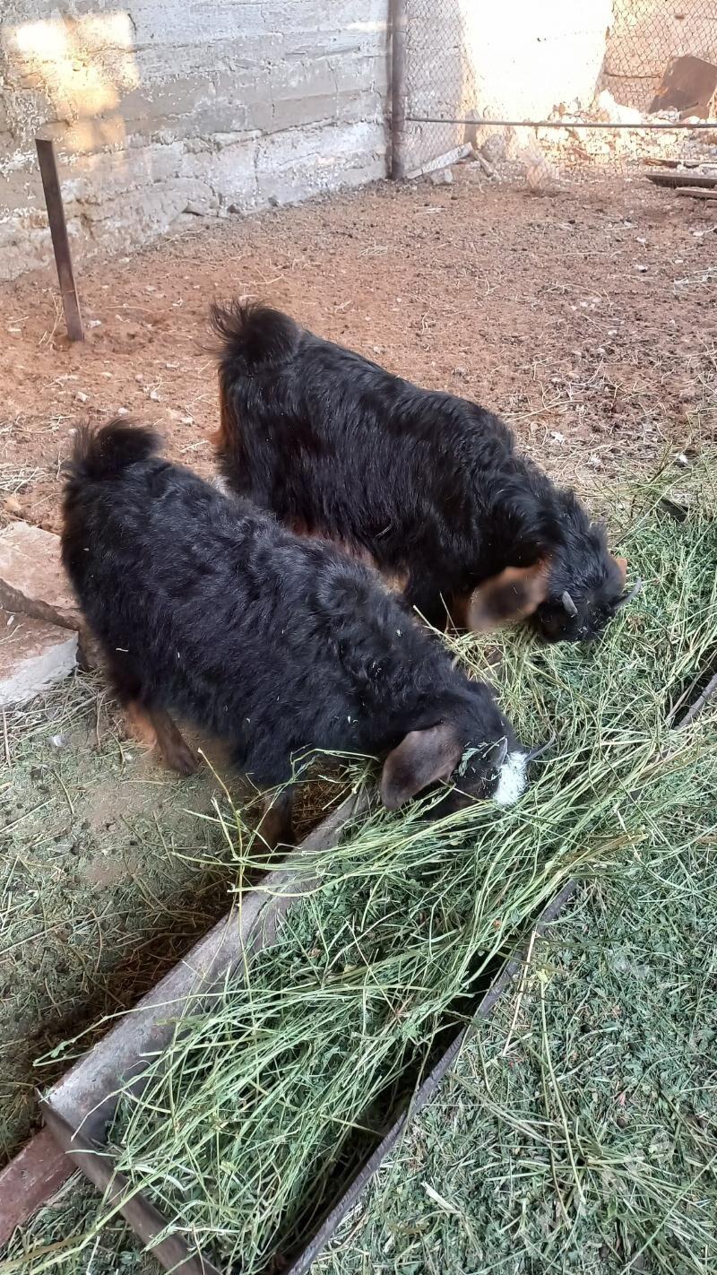 cebis owlak - Балканабат - img 3