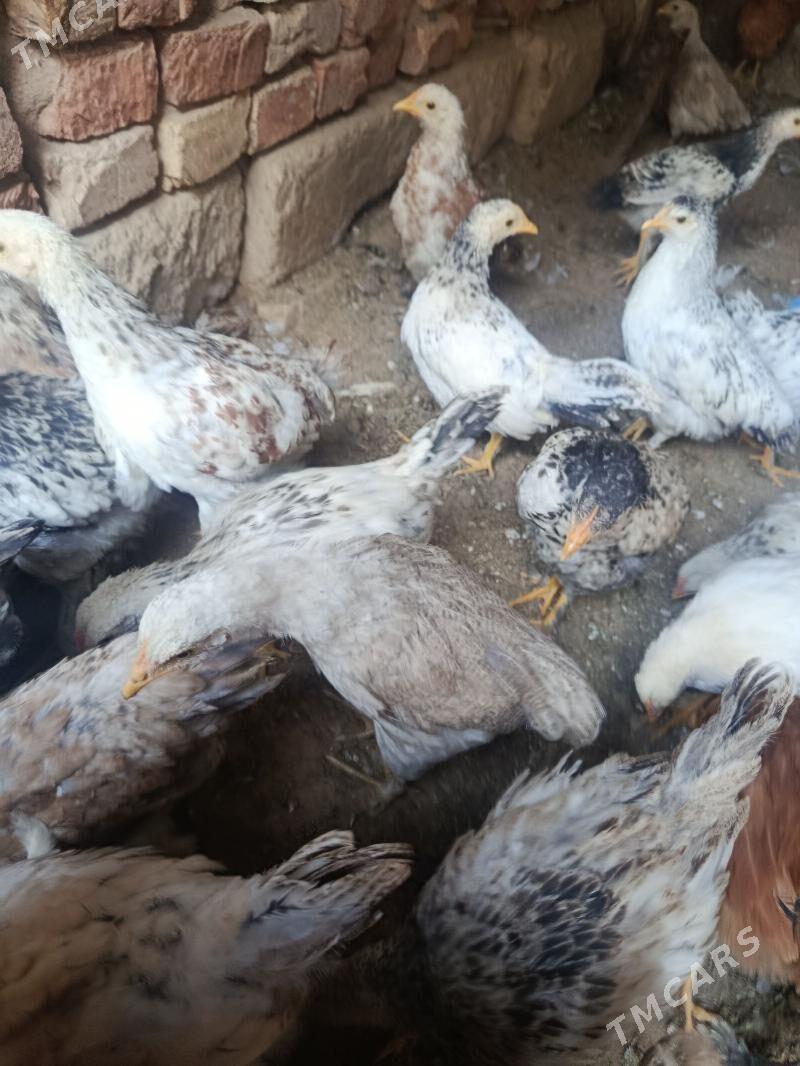 juje - Теджен - img 5