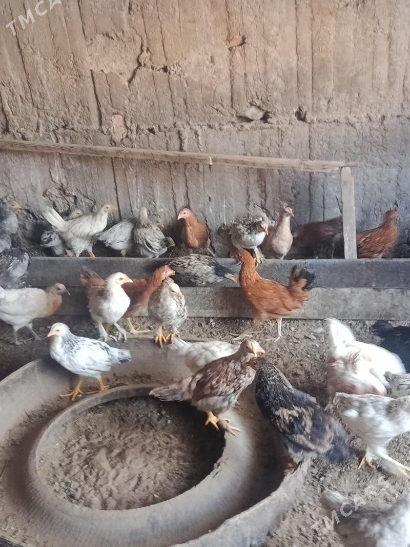 juje - Теджен - img 2