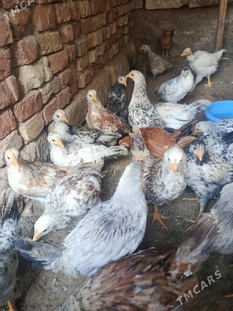 juje - Теджен - img 4