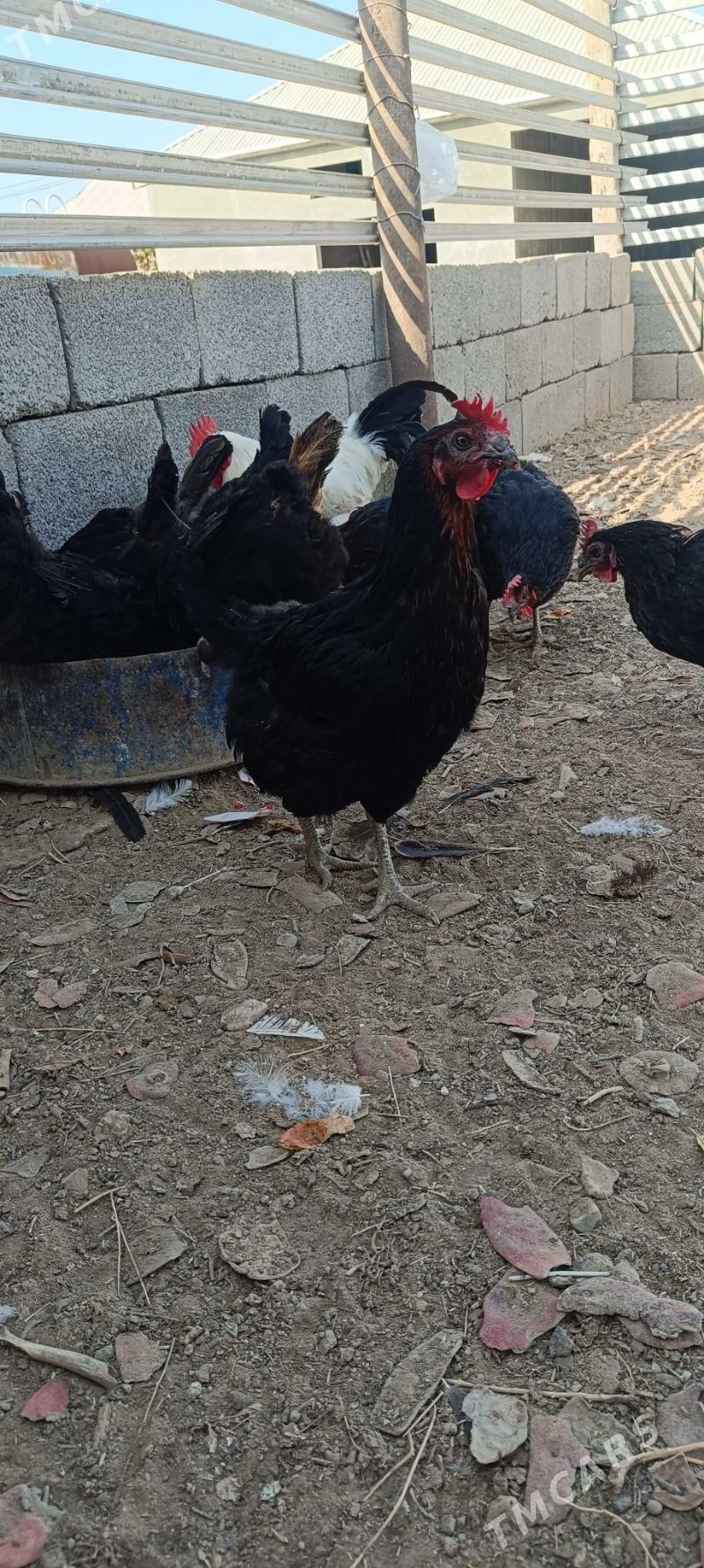 Towuk Horaz - Балканабат - img 8