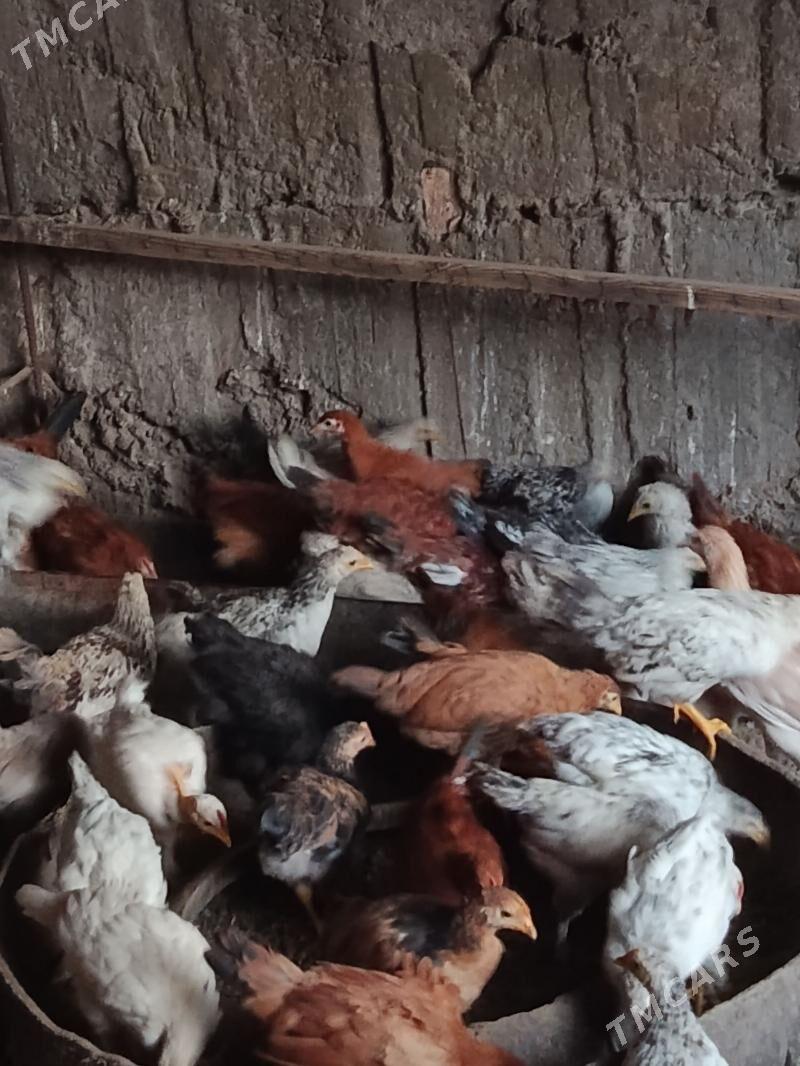 juje - Теджен - img 9