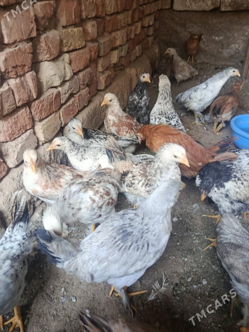 juje - Теджен - img 6