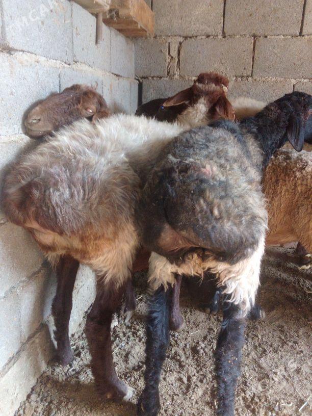 GOŶUN - Bäherden - img 3