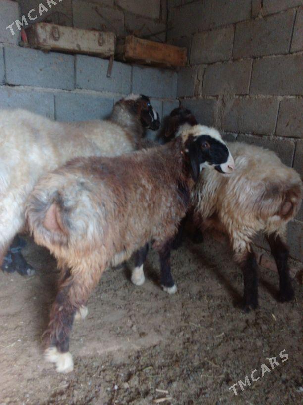 GOŶUN - Bäherden - img 2