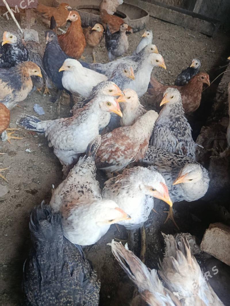 juje - Теджен - img 7