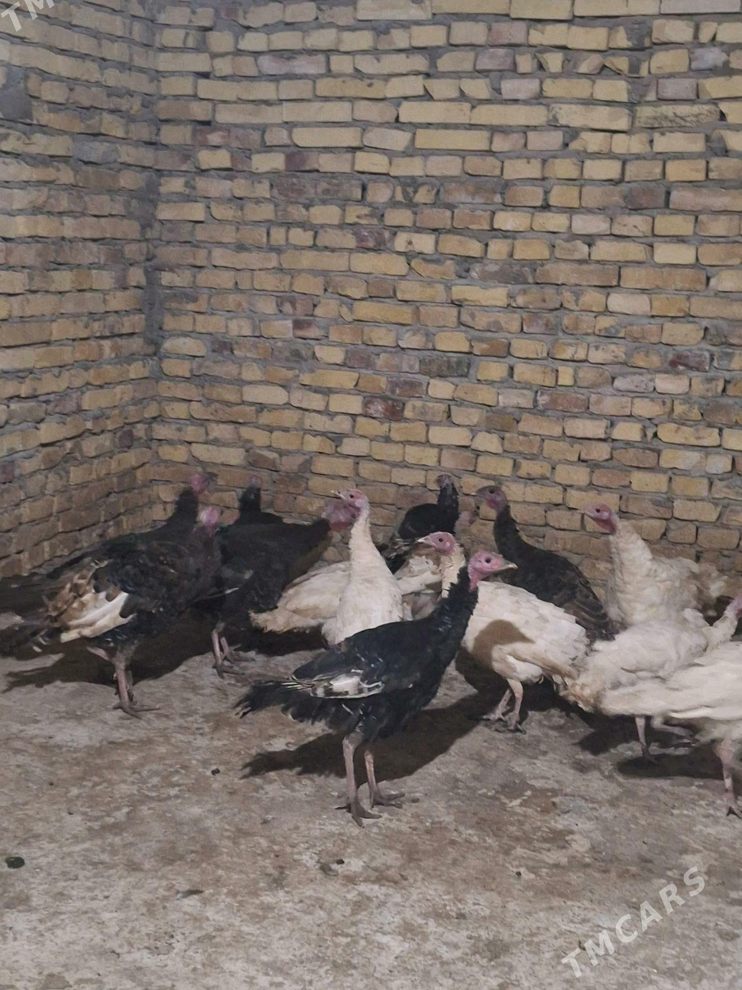 induk - Туркменабат - img 2